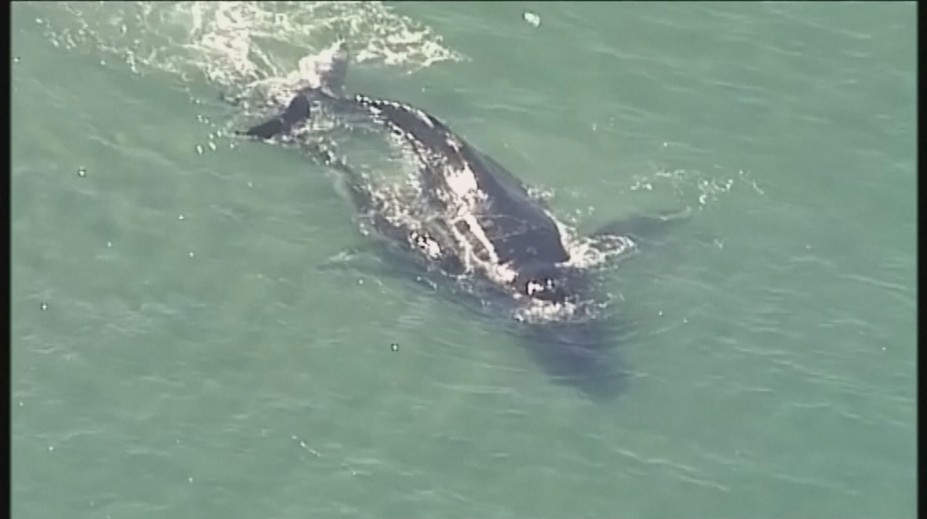 Nikto nechce prísť o mamu. Veľrybie mláďa tu svoju zachránilo pred strašnou smrťou