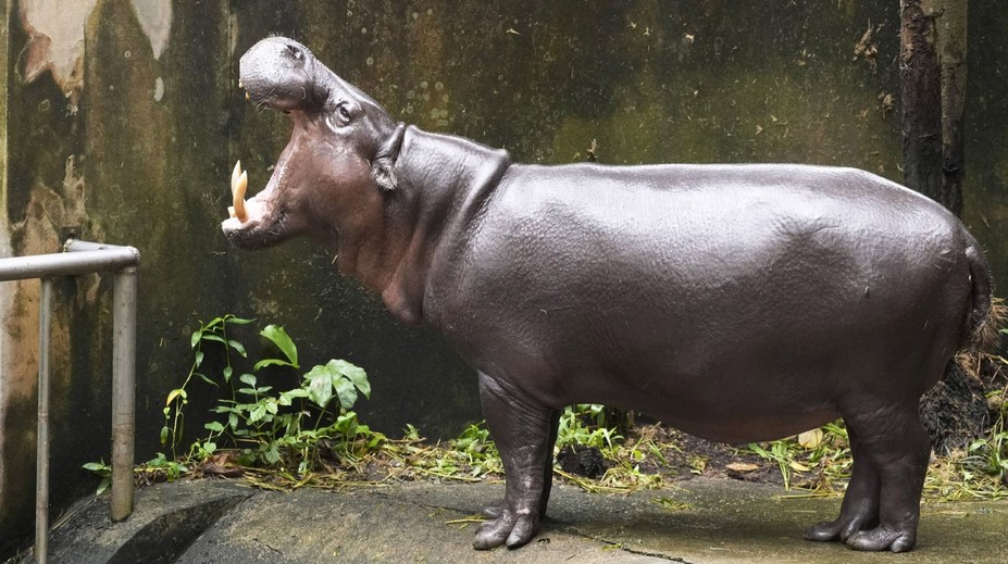 Muža napadol hroch. Myslel si, že ide o jeho posledné chvíle života