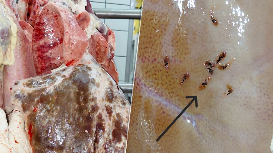 Abscesy a parazity na pečeni aj pľúcach. Hygienikov šokovalo, čo objavili na bitúnku v Sabinove