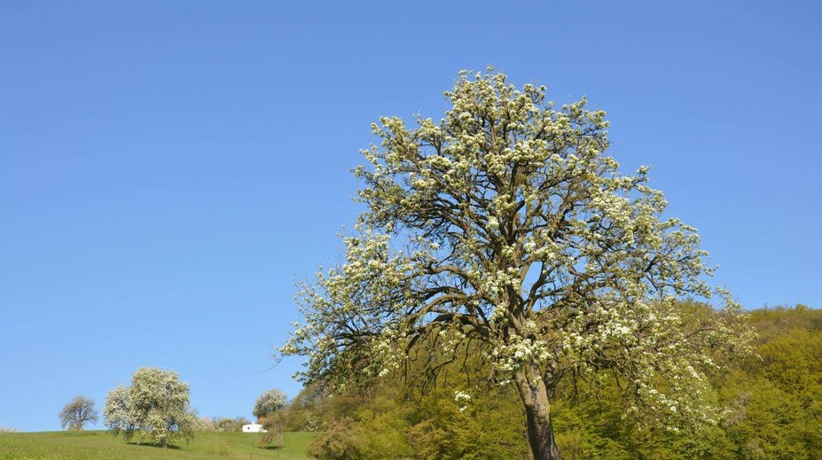 Hruška, na ktorú sú Bošáčania hrdí! Takto obstála v súťaži Európsky strom roka