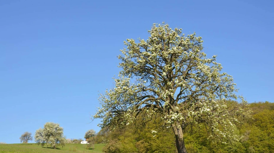 Hruška, na ktorú sú Bošáčania hrdí! Takto obstála v súťaži Európsky strom roka