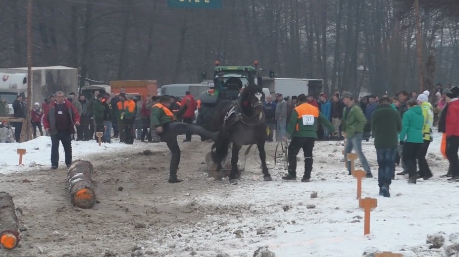 Muž, ktorý udieral koňa, to ľutuje: Sloboda zvierat hovorí o týraní