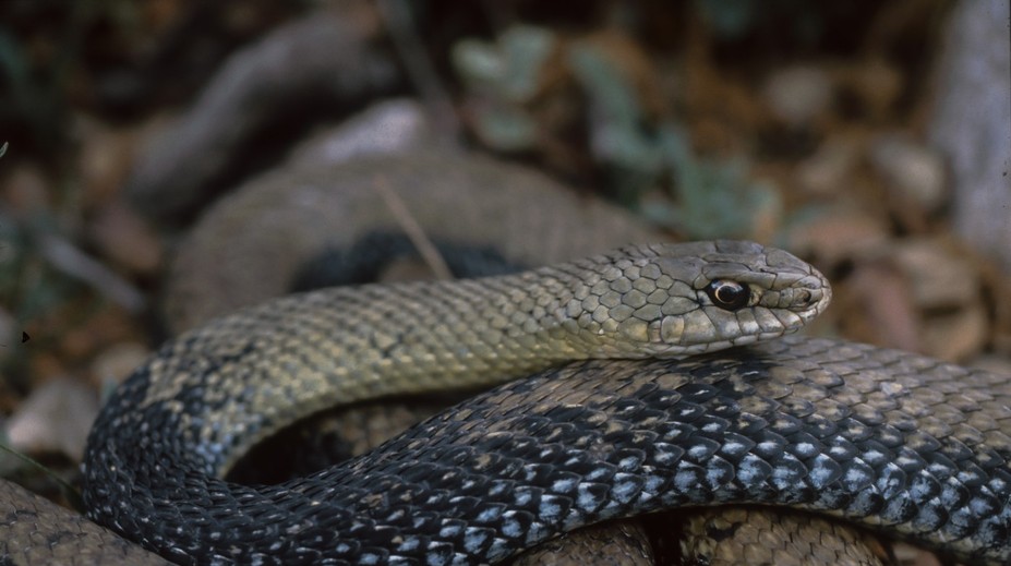 „Tati, a prdí taky hadi?“ Slovenská výskumníčka rozlúskla otázku z milovaného filmu