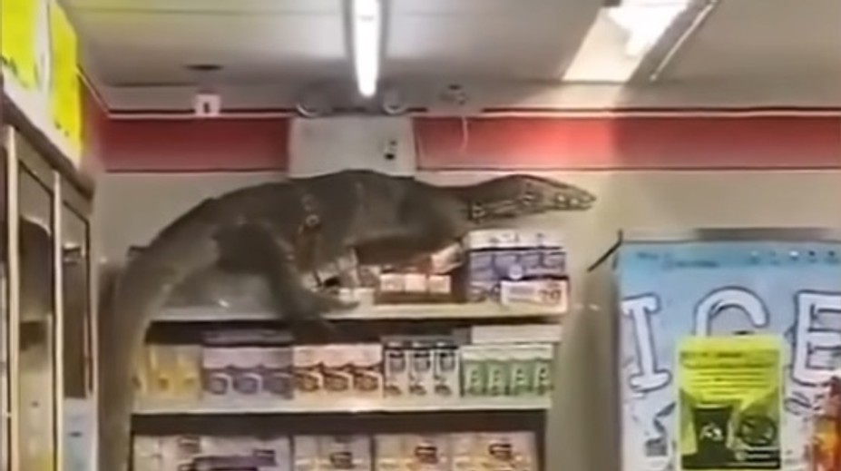 VIDEO: Zákazníci neverili vlastným očiam. Do obchodu vtrhol obrovský varan