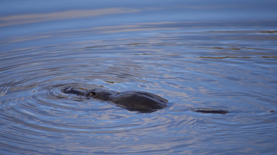 Austrálski vedci bijú na poplach. Jeden z najunikátnejších živočíchov je na pokraji vyhynutia