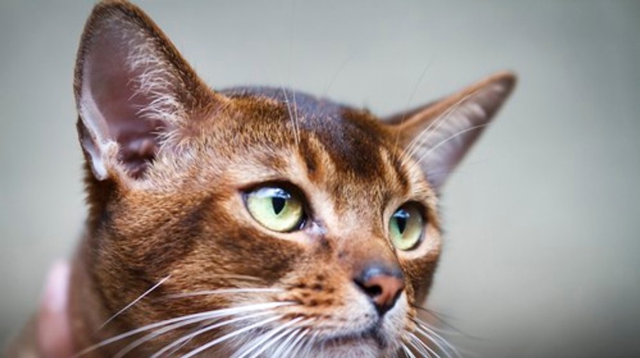 Aj malé škrabnutie od mačky môže byť nebezpečné. Neurológ varuje pred zriedkavou infekciou