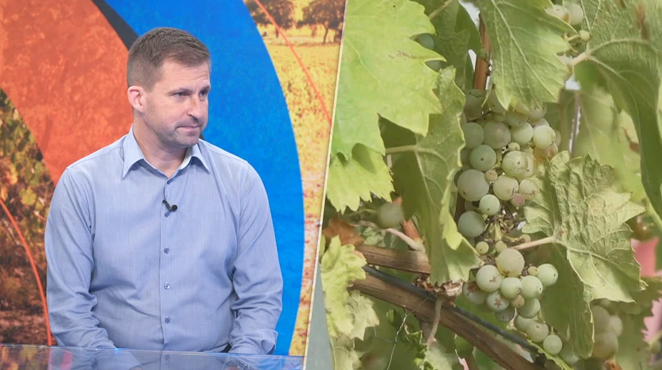 Hrozna bude menej. Vinár priblížil, čo môže priniesť extrémne sucho