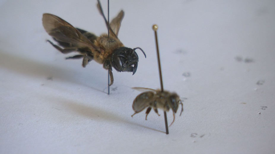 Máme sa báť? Na Slovensku sa objavili obrovské včely, vedci prezrádzajú viac