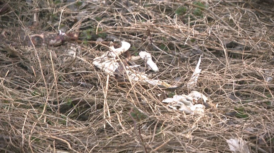 Desiatky mŕtvych zvierat a silný zápach. Objav v blízkosti nádrže Boleráz šokoval poľovníkov i veterinárov