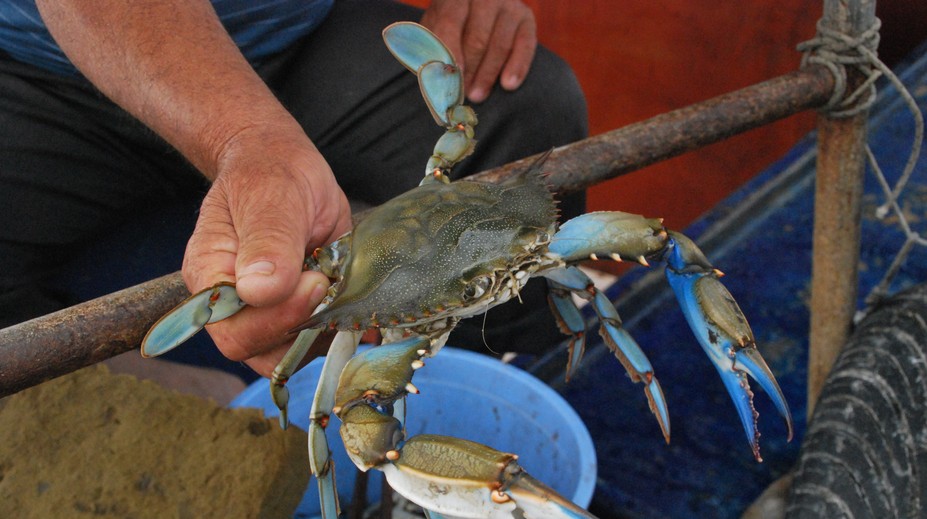 Taliansko trápi invázia agresívnych krabov. Pri obľúbenej lokalite už vymysleli, ako si s nimi poradia