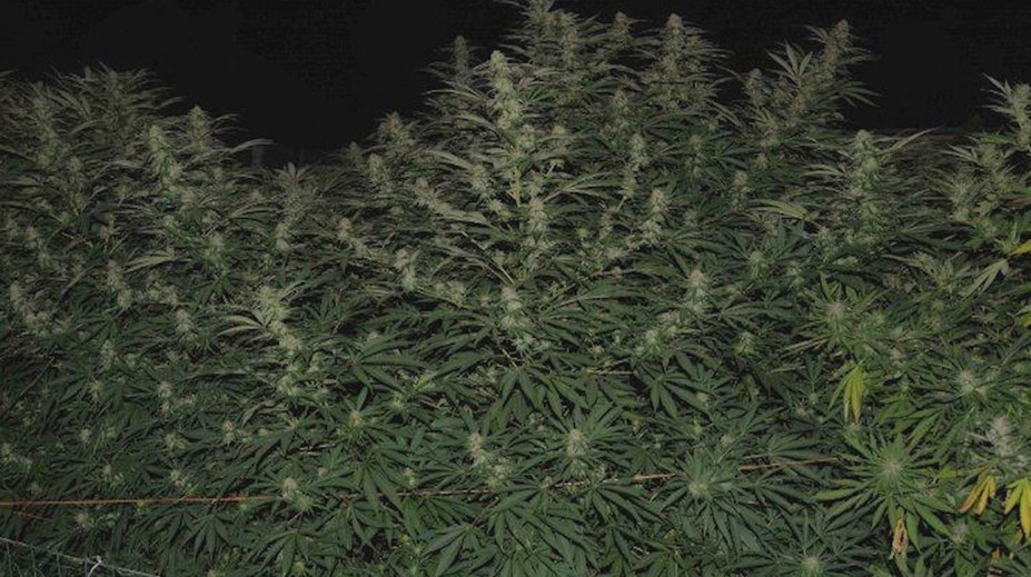 Bývalému majstrovi Európy hrozí za pestovanie marihuany 25 rokov vo väzení