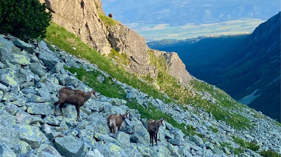 V Tatrách oproti minulému roku zmizla takmer štvrtina kamzíkov