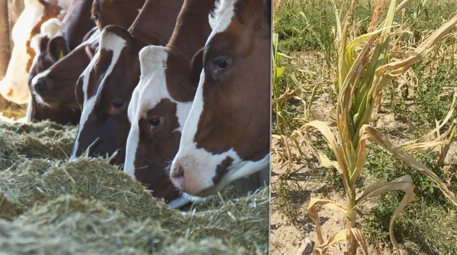 Takúto situáciu nepamätajú. Niektorí slovenskí farmári už musia predávať dobytok