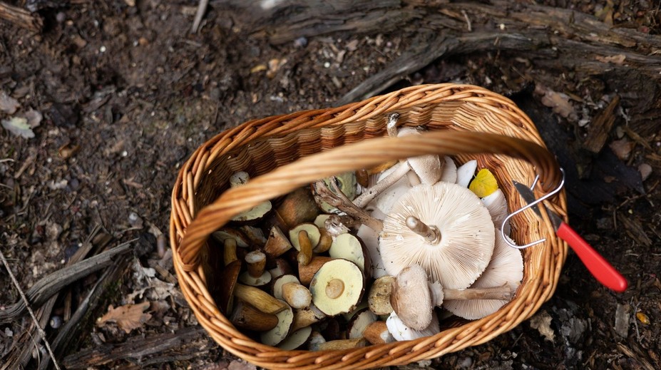 Na Slovensku pribúda počet nakazených nebezpečným parazitom. Lekár Pavlovi povedal, že sa s ním 20 rokov nestretol