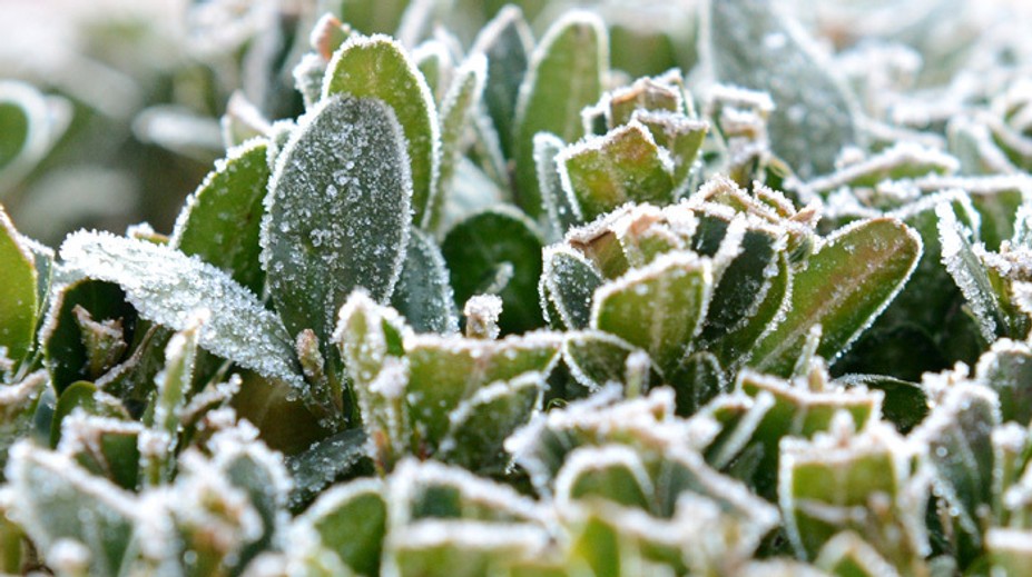 V piatok ráno môže mrznúť takmer na celom Slovensku