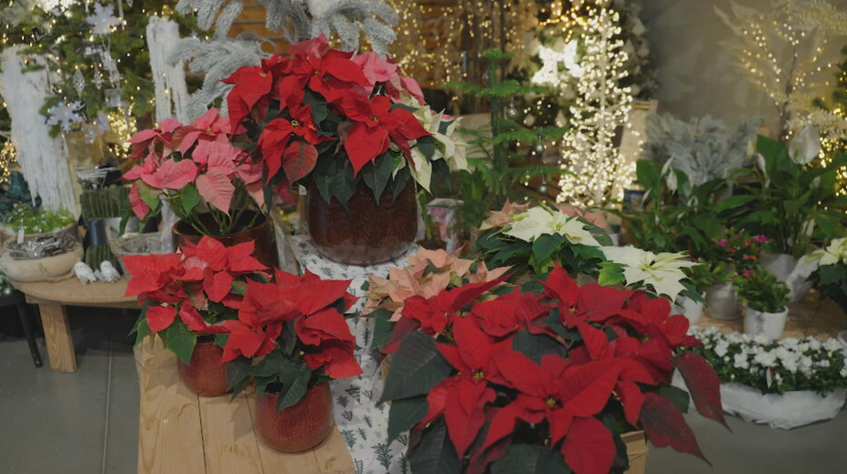 Vianočné kvety vám doma dlho nevydržia? Kvetinárka radí, čo robíte zle