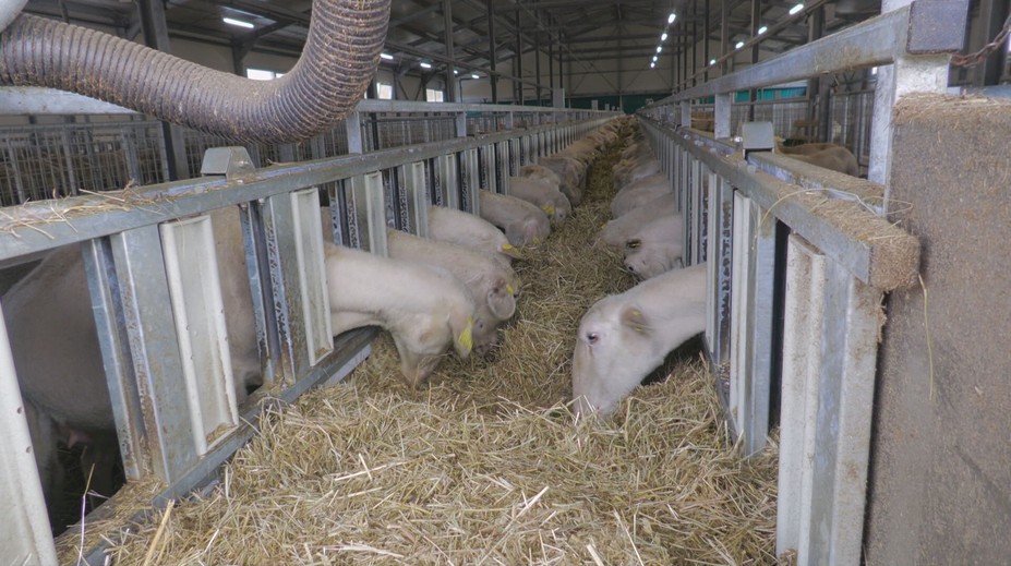 Šokujúci pohľad na Muránskej planine: Mŕtve ovce s podrezanými hlavami ležali pri bráne farmy