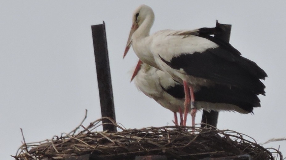 Príbeh lásky v podobe bocianov sa skončil tragicky. Samec zhorel na elektrickom stožiari