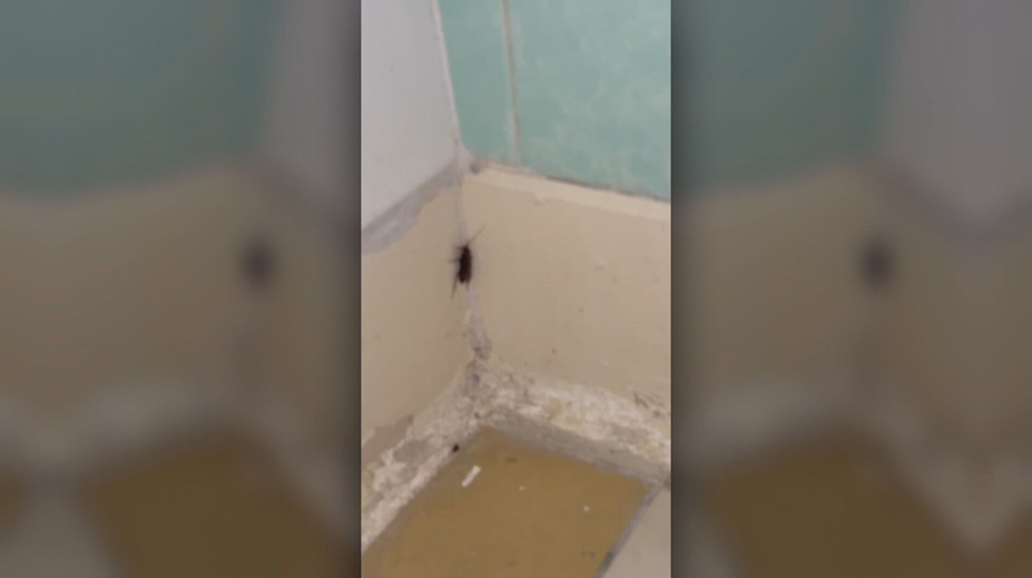 Pacient na urgente v Bratislave nakrútil šváby priamo v čakárni. Reakcia zdravotníka ho šokovala