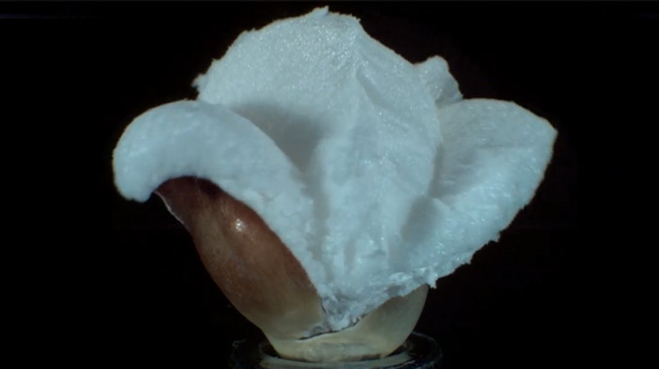 Fascinujúce video. Takto sa kukurica mení na popcorn