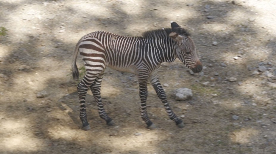 V ZOO Bojnice sa tešia z nového prírastku. Zebra Hartmannovej je v prírode ohrozená