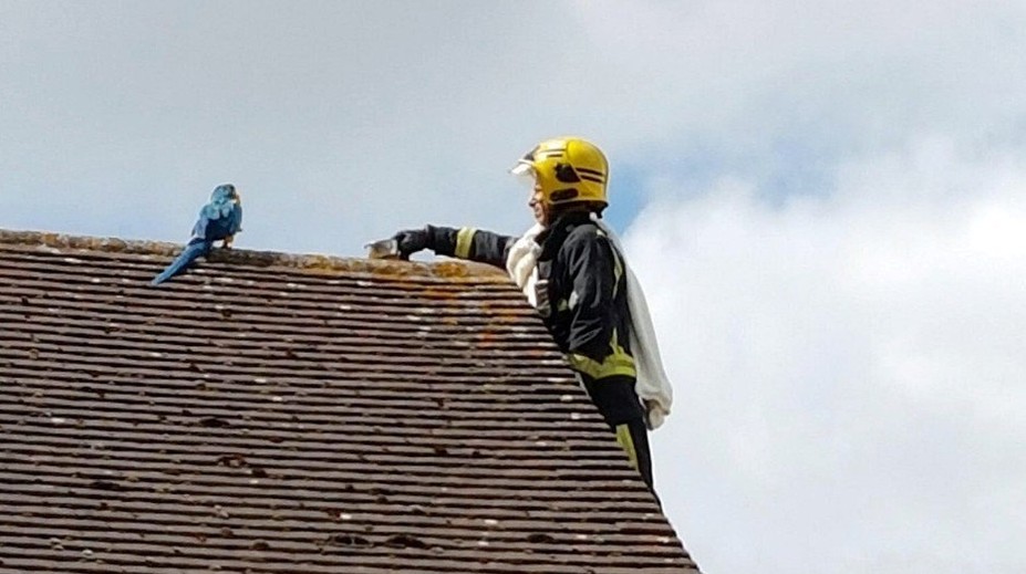 Hasič chcel zachrániť papagája. Ten mu vulgárne vynadal