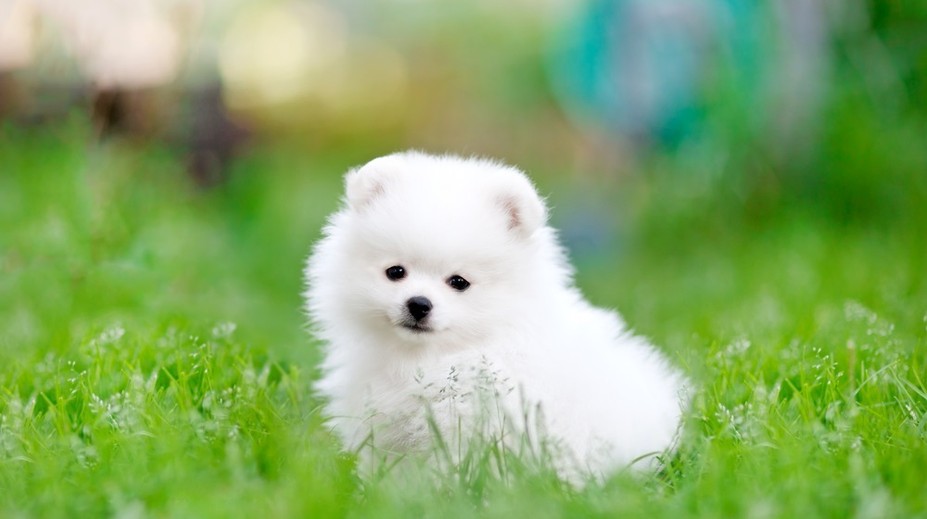 VIDEO: Sledujte, čo z neho vylezie