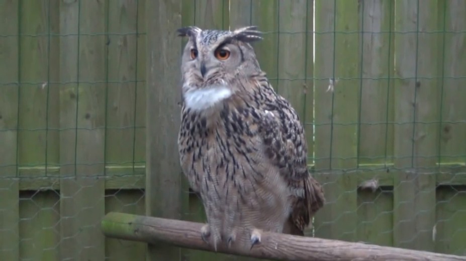 Takéto stretnutie sa nekoná každý deň. Muž v záhrade narazil na vzácneho dravca