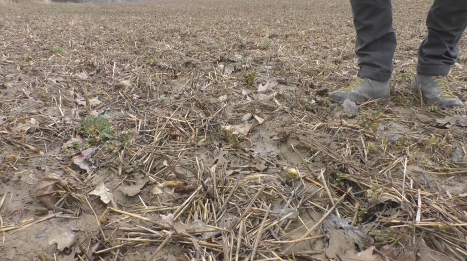 Čo zasial, môže vytrhať. Poľnohospodárovi pri Prievidzi spravila zver škody za 1,5 milióna eur