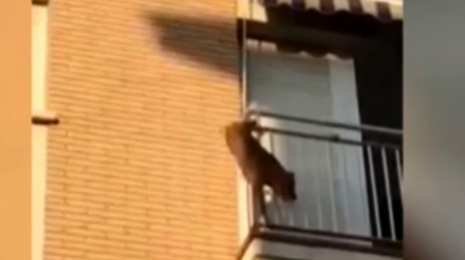 Psíka nechali v horúčavách na balkóne. Dohnalo ho k zúfalému skoku, stal sa však zázrak