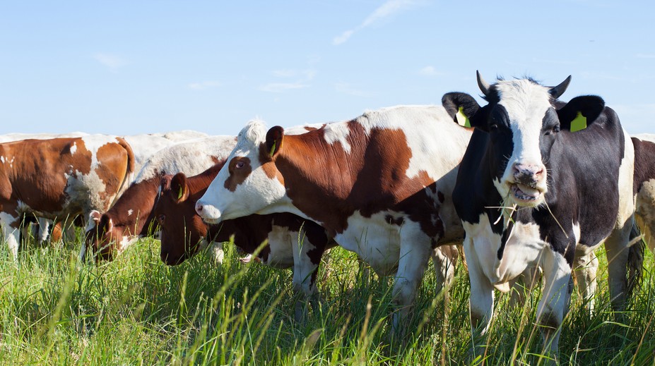 Chcú znížiť emisie metánu. Pomôcť by mohla zmena kravskej stravy