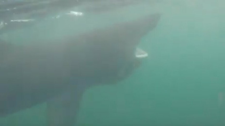 VIDEO: Muž si chcel nakrútiť žraloka. Napokon jeden preplával len pár centimetrov od neho