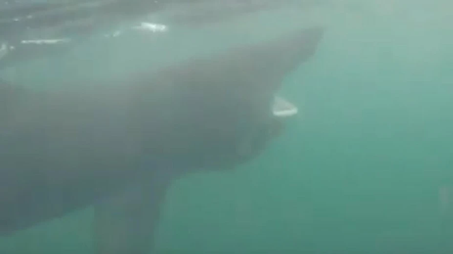 VIDEO: Muž si chcel nakrútiť žraloka. Napokon jeden preplával len pár centimetrov od neho