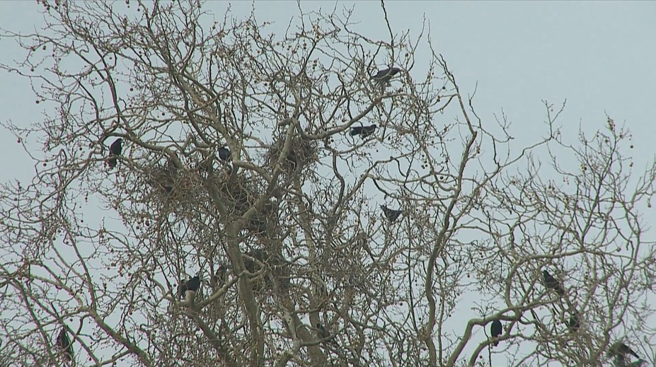 Ľudia sa sťažujú na trus a hluk. Havrany zabrali chránený platan v centre Zlatých Moraviec