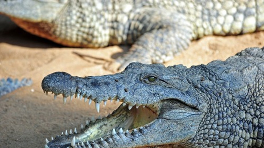 Krokodíly a hady ako strážcovia hranice? Veľká krajina zvažuje šokujúce riešenie