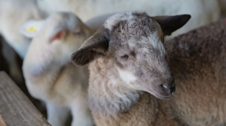 Maštale po celom Slovensku zapĺňajú poslovia jari. Výkupná cena jahniat výrazne poskočí