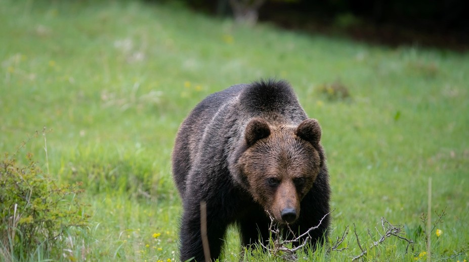 Ochranári spúšťajú monitoring počtu medveďov