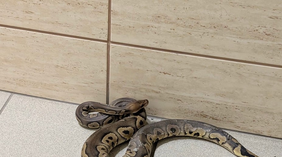 Na schodisku v bytovke sa zjavil had. Keď policajti vošli do bytu, neverili vlastným očiam