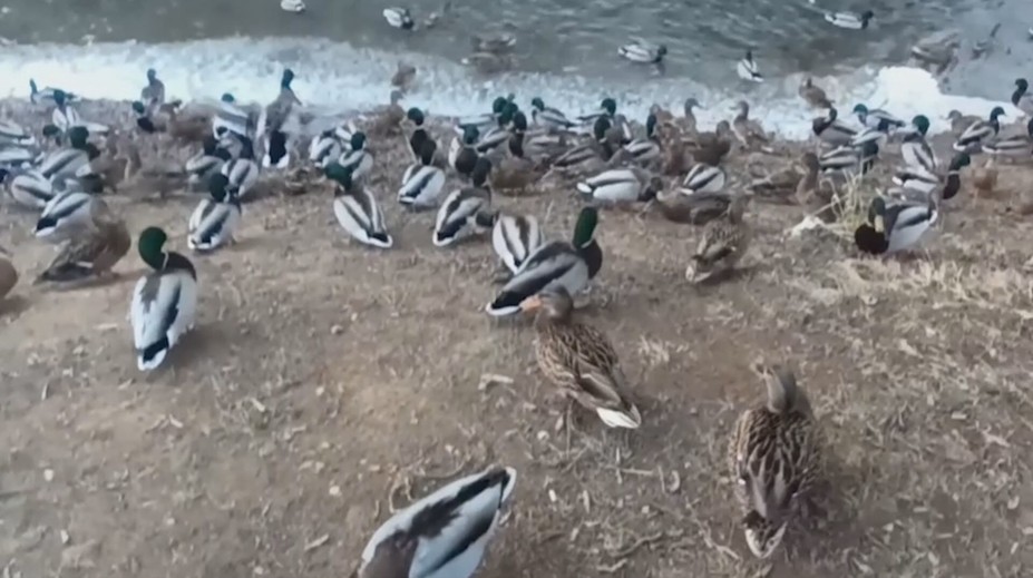 Deti ich milujú, turisti fotia. Desiatky kačiek ovládli Zlaté Moravce