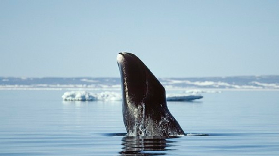 Odhalili tajomstvo dlhovekosti veľrýb. Jedinečný trik chcú začať používať aj u ľudí