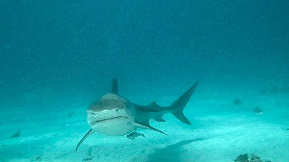 Hrdinský čin desaťročného dievčaťa: Zachránila brata počas útoku žraloka