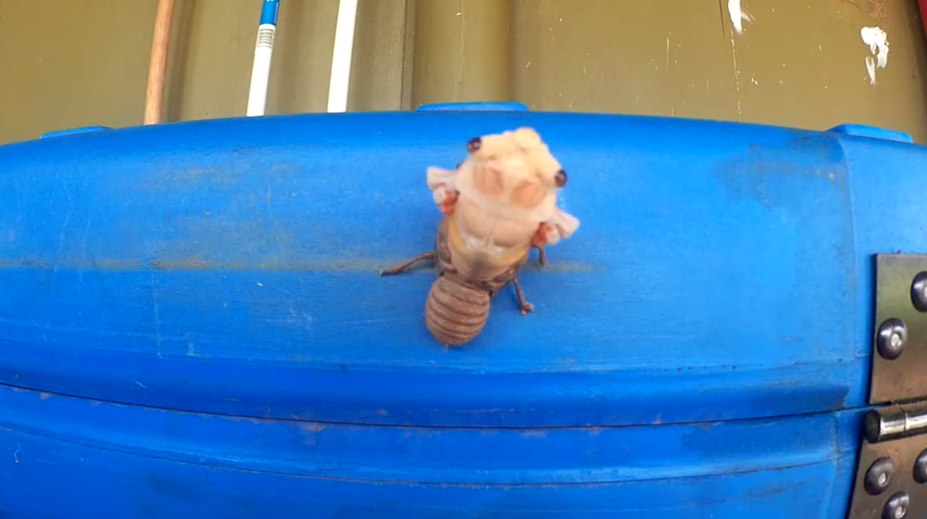 Muž nakrútil dychberúce video. Pozrite, čo vylezie z telesnej schránky