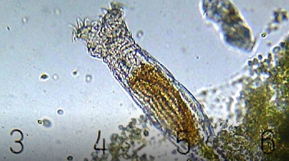 Prevratný objav vedcov. Našli tvora, ktorý sa prebudil z permafrostu po 24-tisíc rokoch