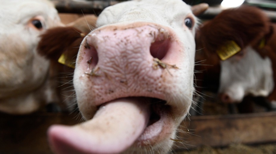 Pokojne by kúpil chorú kravu. Bitúnok zo Záhoria definitívne skončil