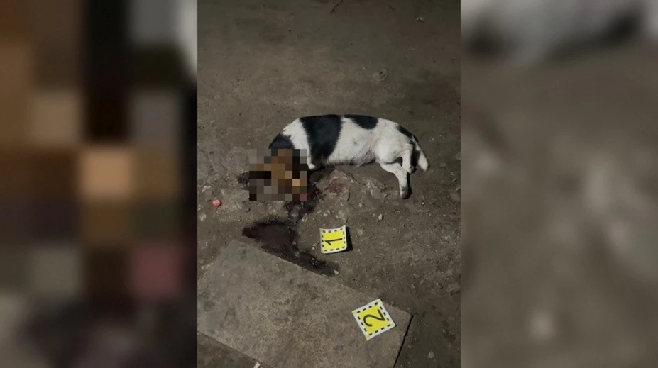 Malého psíka neľútostne ubil lopatou na smrť. Muž si vypočul rozsudok