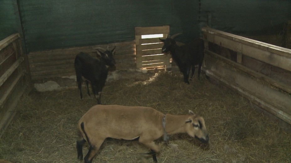 V Zámutove vyčíňajú túlavé psy. Trhajú ovce, kozy či sliepky