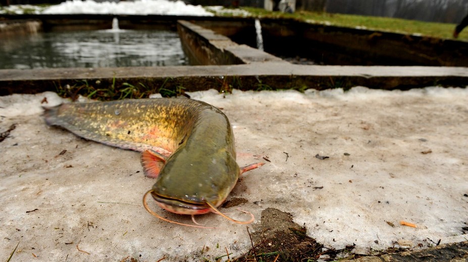 Dvojmetrový sumec pohrýzol v jazere plavkyňu