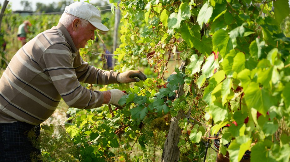 Leto sa blíži ku koncu, začali sa prvé oberačky hrozna