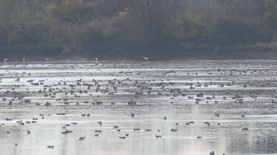 Úchvatné prírodné divadlo. Na Zemplíne sa dajú pozorovať tisíce migrujúcich vtákov