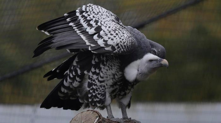 Dvom homosexuálne orientovaným supom sa podarilo vysedieť vajce